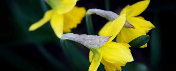 daffodils image