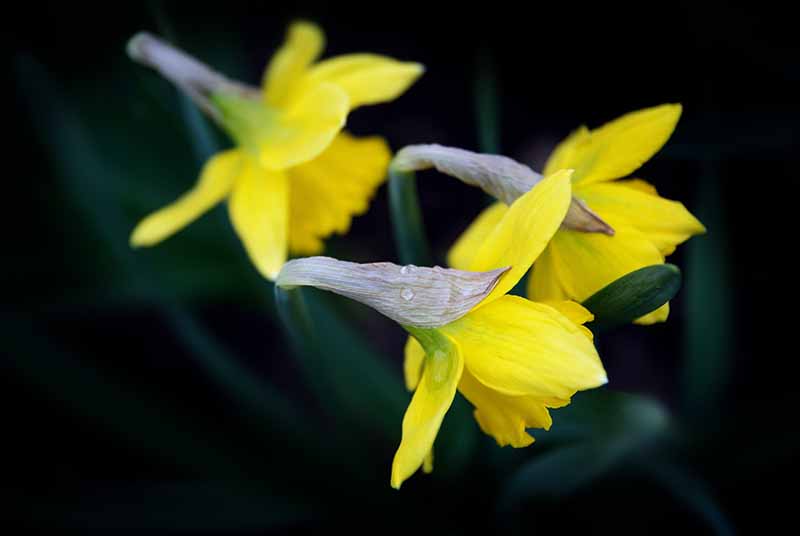daffodils image